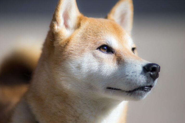 1639475512 Shiba Inu 3087207 960 720.jpg