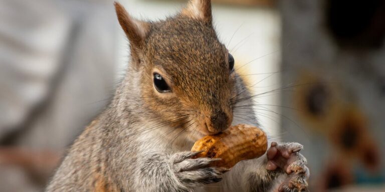 Peanut Squirrel Gid 7.jpg