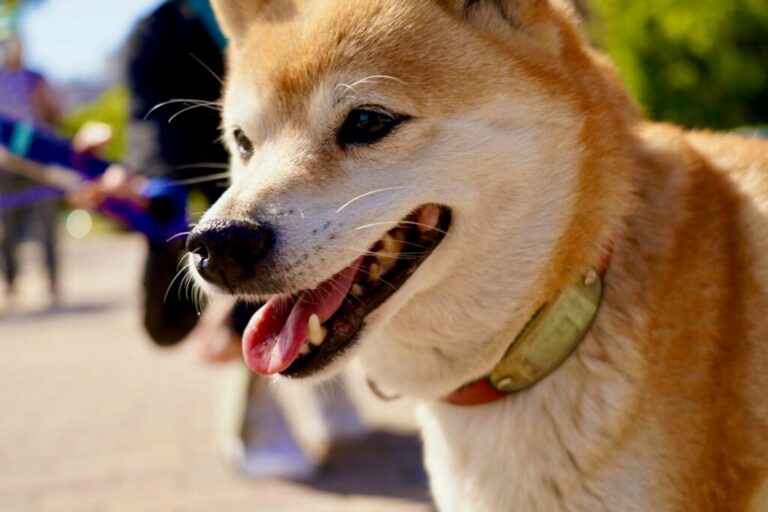 Shiba Inu 6265490.jpeg