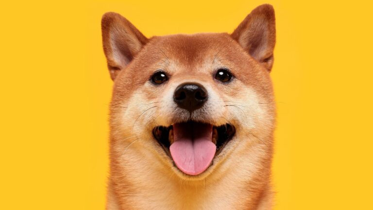 Shiba Inu Shutterstock 1604677465 16x9 1 Gid 7.jpg