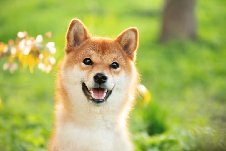 A Happy Shiba Inu Dog Standing In A Garden.jpg