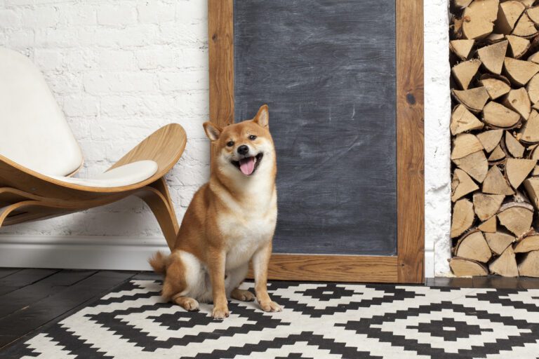 A Shiba Inu Dog Sitting In Front Of A Blank Chalk Board.jpg