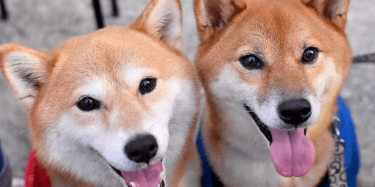 Shib Doge Crypto Gid 7.png