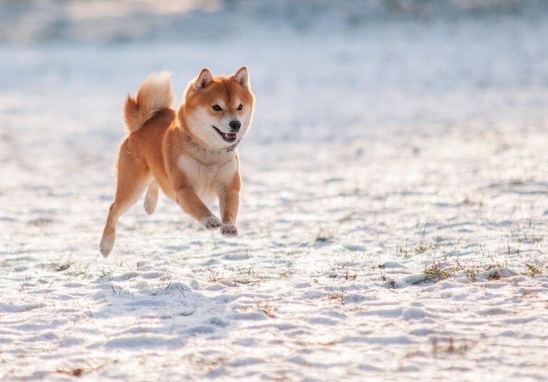 Shiba Inu Sand.jpg