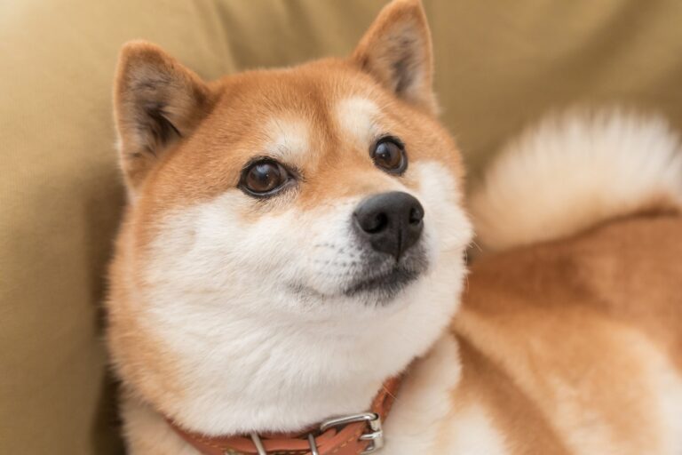 Shiba Inu Dog Doge Dogecoin 2.jpeg