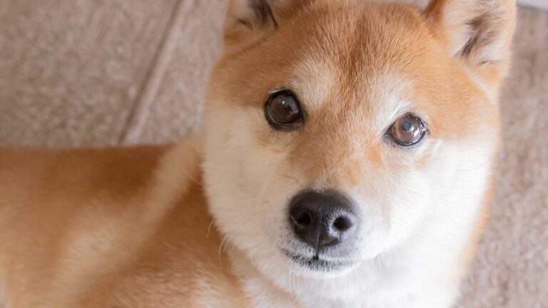 79432321007 Shiba Inu.jpeg