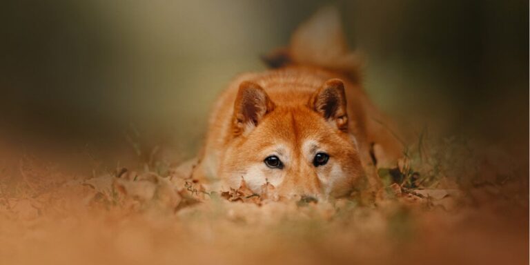 Dogecoin Shiba Inu Gid 7.jpeg