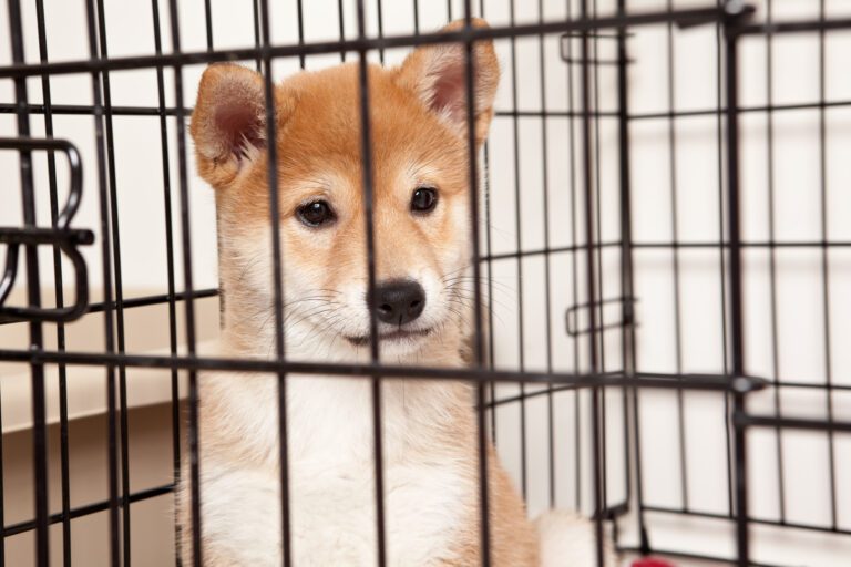 A Sad Shiba Inu Puppy Sitting Inside A Cage.jpg