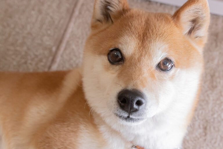 Shiba Inu.jpg